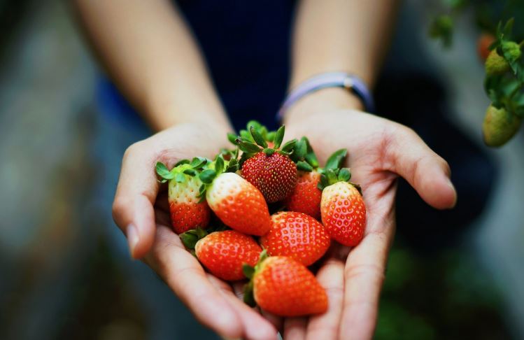 Какие ягоды помогают при онкологии?