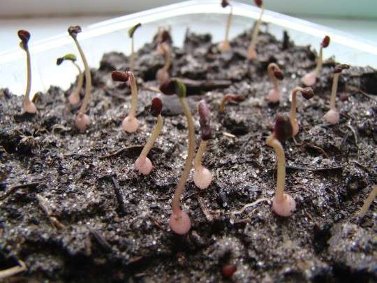как вырастить цикламен из семян в домашних условиях