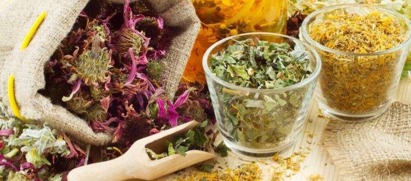 лекарственные травы для лечения печени