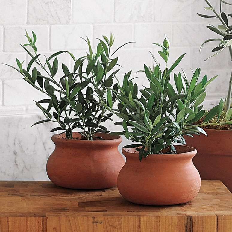 Оливковое дерево - комнатное растение. Уход в домашних условиях