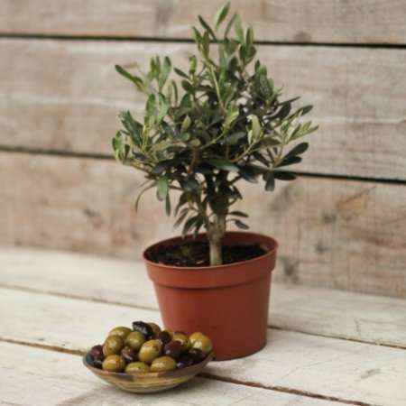 Оливковое дерево: размножение черенками
