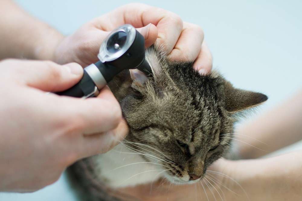 отит у кошек симптомы и лечение в домашних условиях