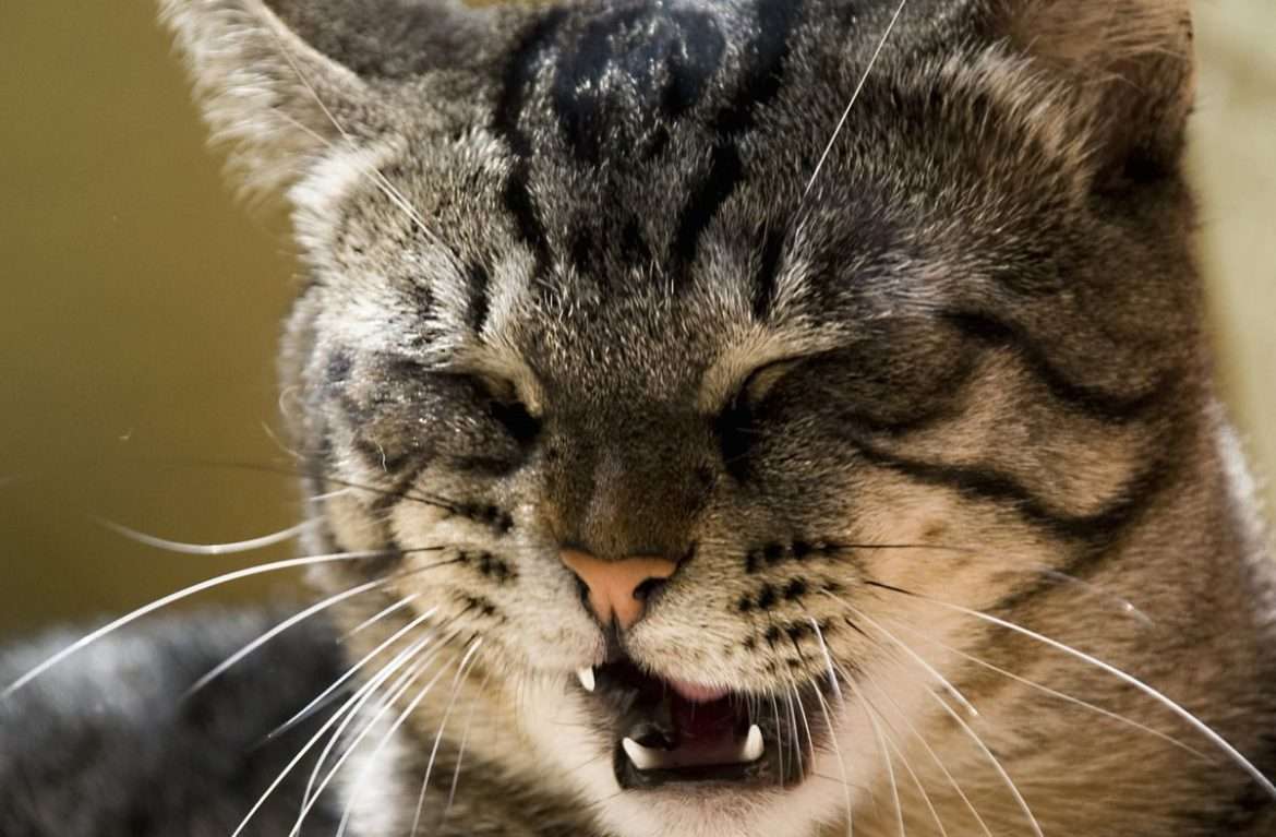 Что делать, если кот чихает кровью?