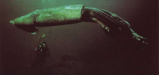 Фото гигантского кальмара