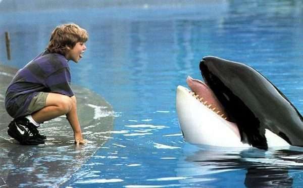 Как подружились кит и мальчик. Фото с сайта www.infoniac.ru