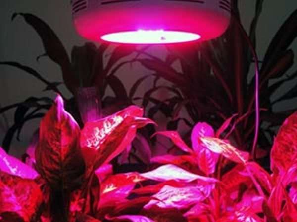 Лампа дневного света для растений