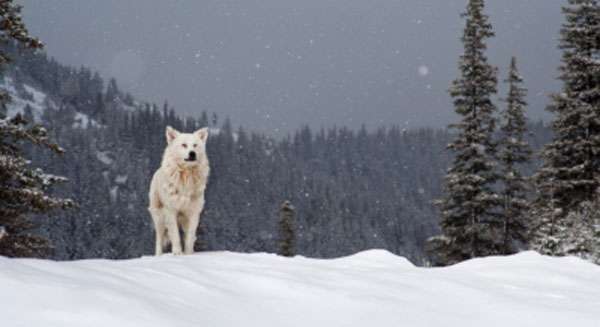К чему снится белый волк?