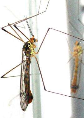 Малярийным может быть любой комар - зараженный