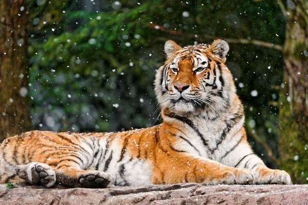 Амурский тигр — сокровище планеты.Фото с сайта 7fon.ru