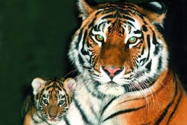 Уссурийский тигр с малышом