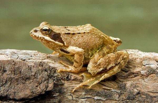 Фото жабы