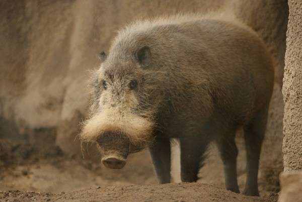 Бородатая свинья не самый красивый представитель своего вида