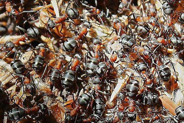 Семья муравьев может обглодать даже целого человека!
