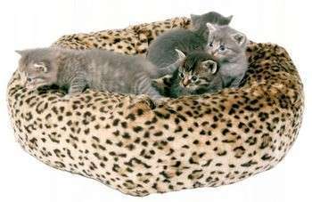 А если много кошек, сшейте им большую подушку! Фото с сайта http://mybritishcat.ru/