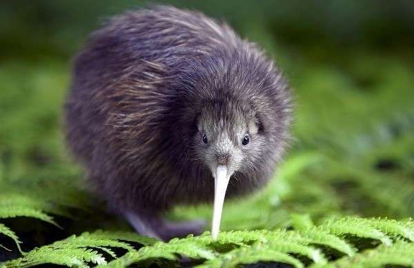 Птица киви тоже по праву вошла в число символов Новой Зеландии