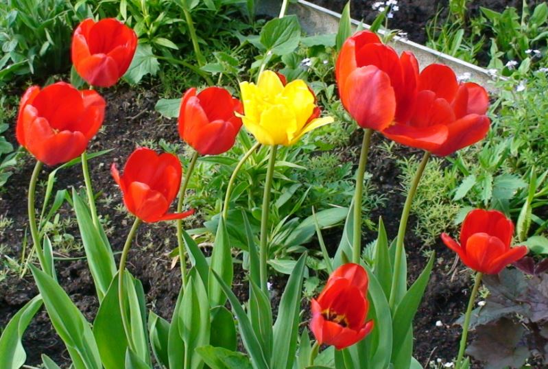 Посадка тюльпанов весной: а стоит ли подкармливать?