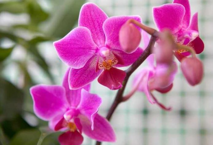 Почему не цветет орхидея: причины