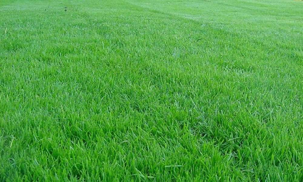 Появление газонной травы: каковы сроки и от чего они зависят?