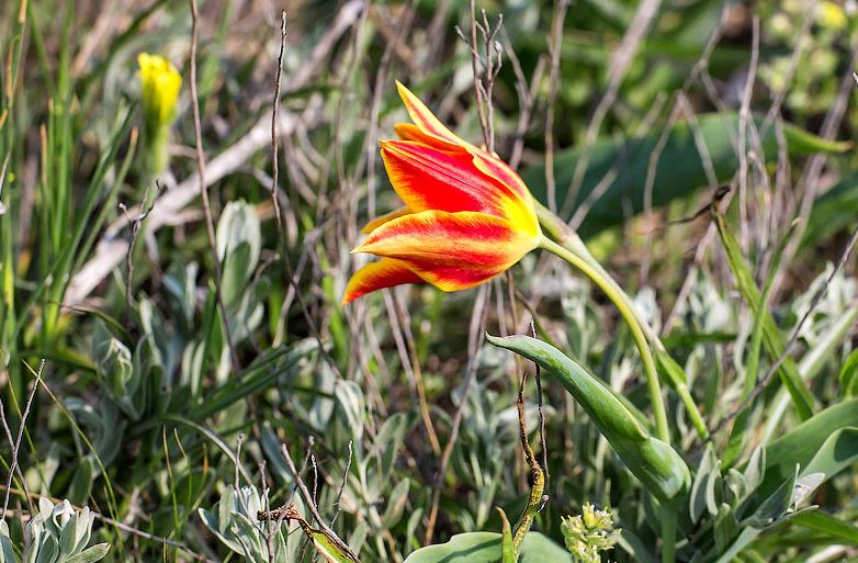 Сроки посадки тюльпанов весной: когда начинать?