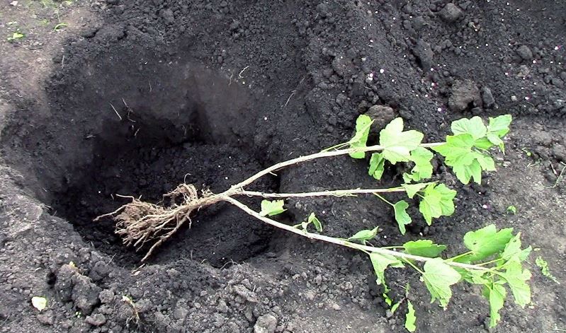 Требования к почве, когда и где сажать чеснок весной?