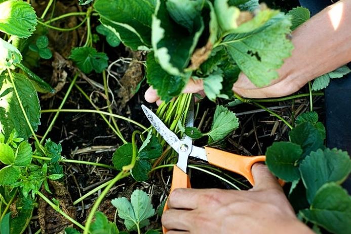 Уход за ремонтантной клубникой: как правильно выращивать?