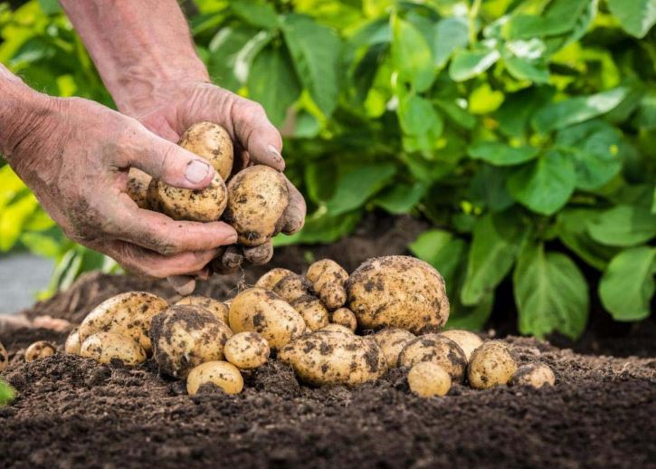 Посадка картофеля весной: нетрадиционные способы выращивания 