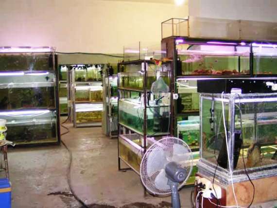 Выращивание раков в аквариуме