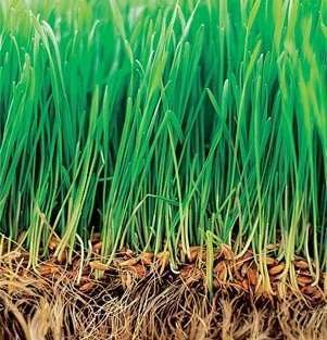 Как выбрать газонную траву для дачи, важные факторы