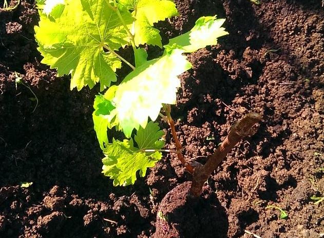 Подготовка почвы и посадка саженцев винограда весной