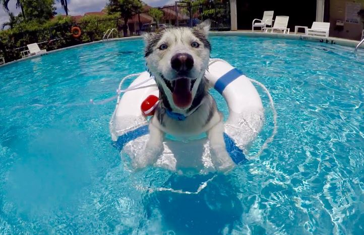 Подготовка к обучению собаки плаванию: этапы