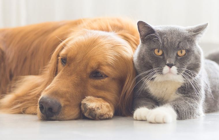 Собаки и кошки, как лучшие домашние животные для ребенка