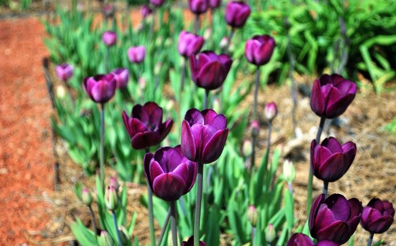 Посадка тюльпанов весной: тонкости процесса и рекомендации
