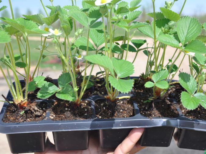 Ампельная клубника: как вырастить из семян и можно ли?