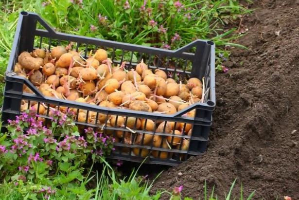 Посадка картофеля весной по Фокину