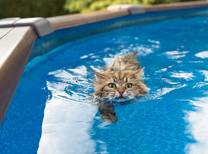 Плавание кошки в естественном водоеме: возможно ли?