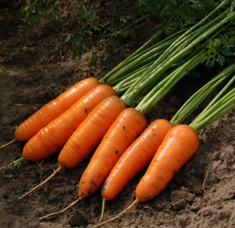 Описание моркови Каскад