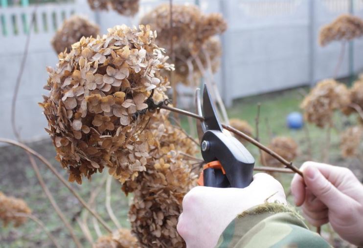 Стоит ли обрезать гортензию на зиму: сложности и рекомендации садоводов