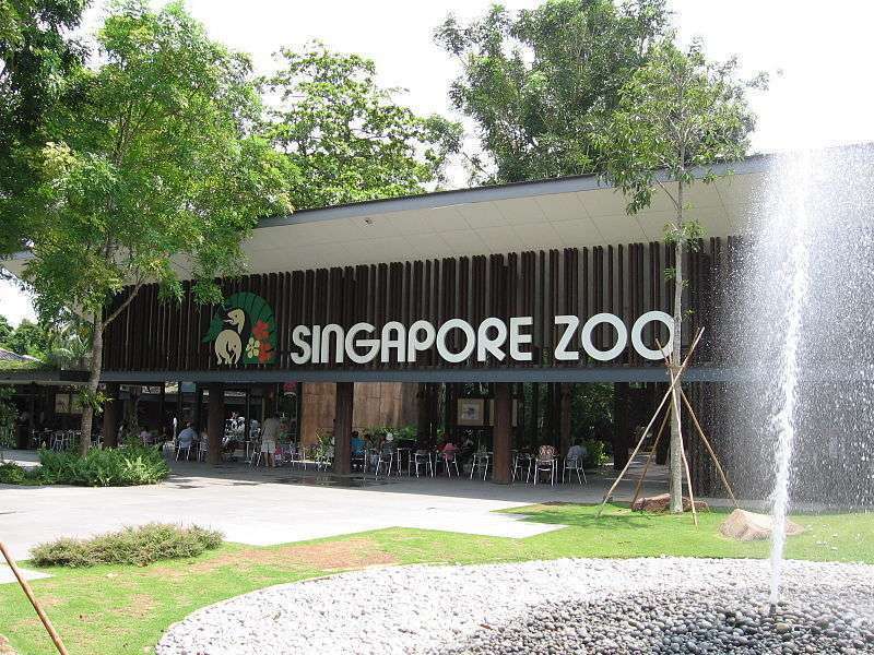 Достопримечательности Сингапура: описание Сингапурского зоопарка