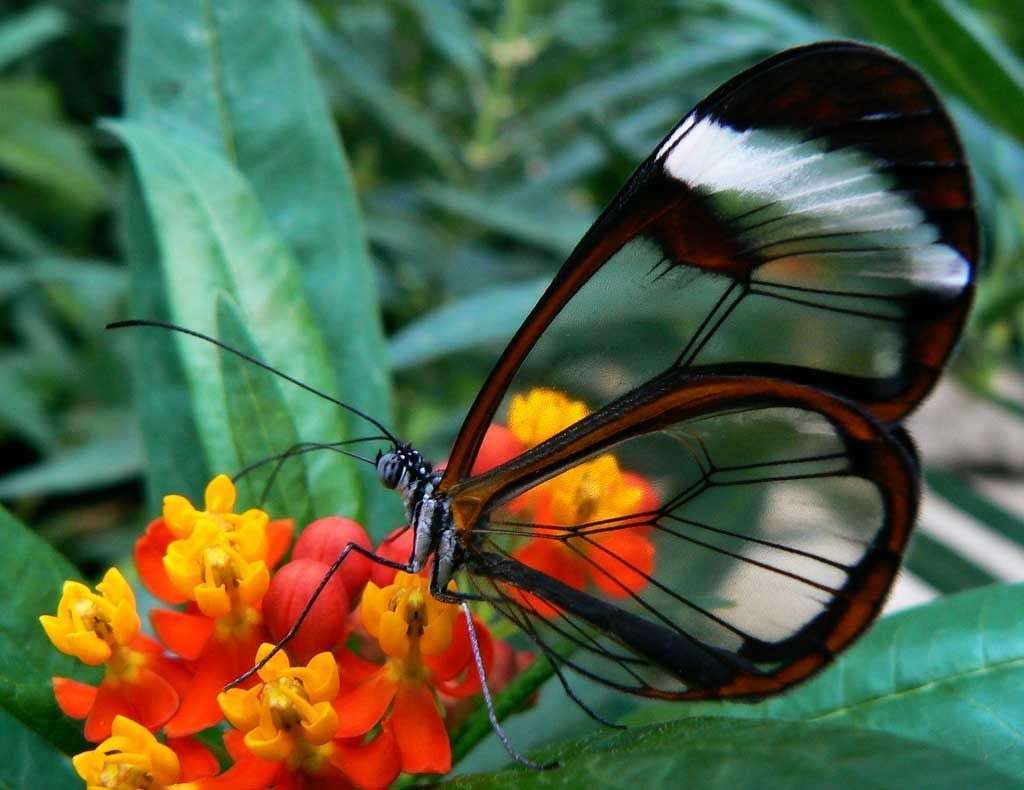 Описание бабочек семейства нимфалид