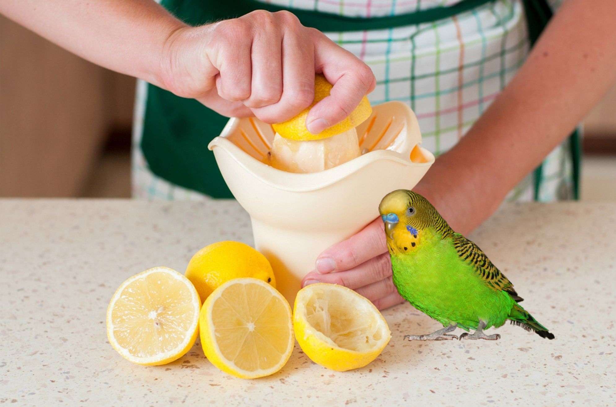 какими фруктами можно кормить волнистого попугайчика