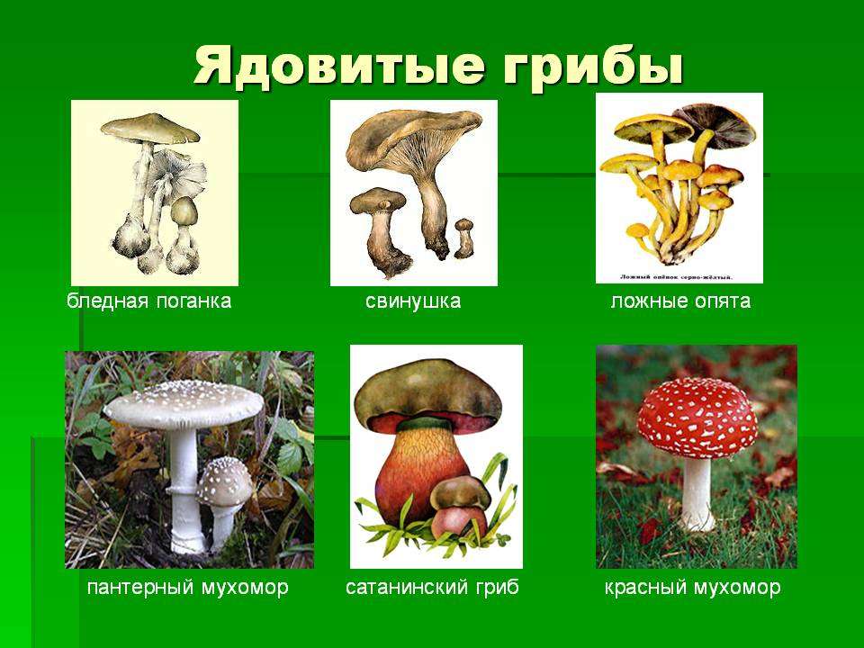 Какие грибы опасны для человека