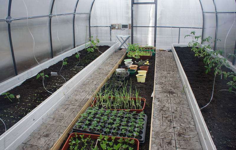 как правильно посадить в теплице овощи