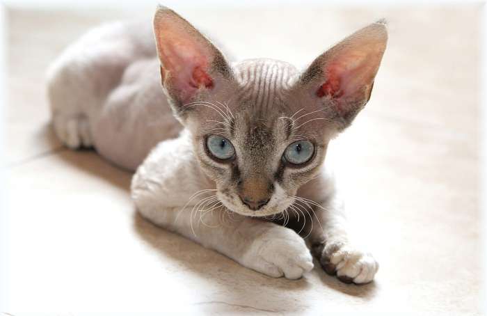 Самые гипоаллергенные кошки:  Корниш-Рекс, Сфинкс