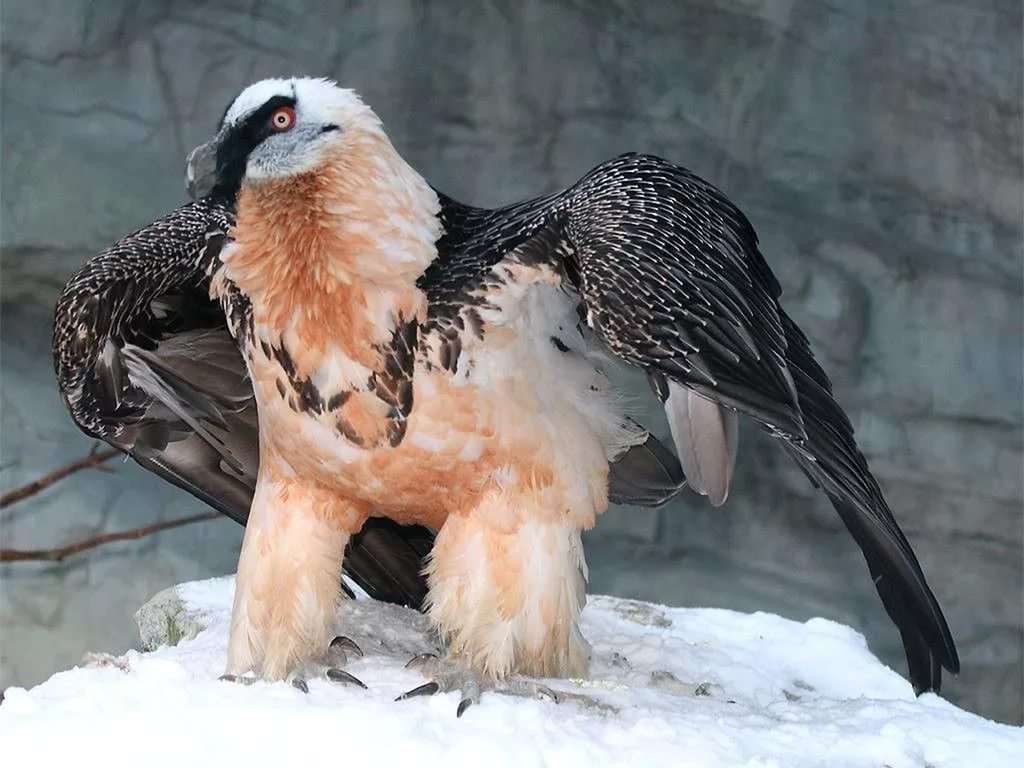 Крупнейшая птица в мире