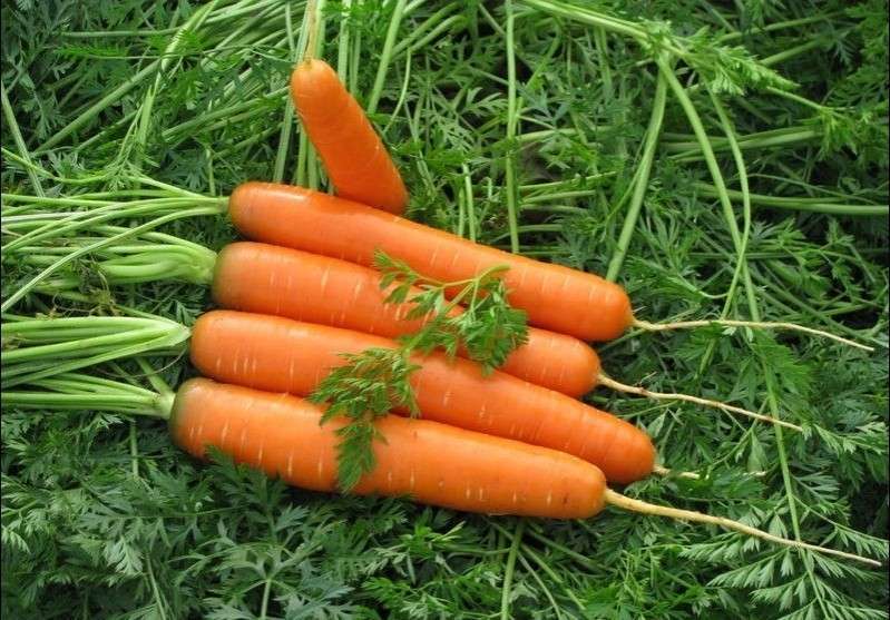 Описание моркови Шантане Королевская