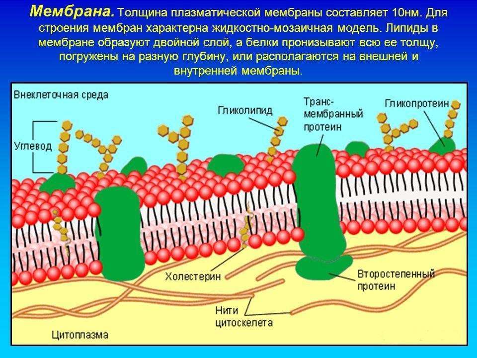 Плазматическая мембрана животных клеток