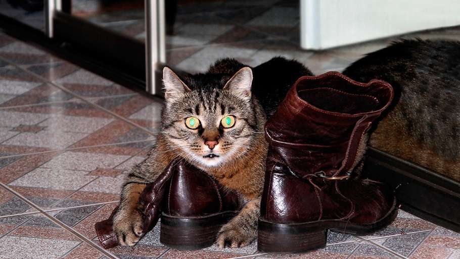Варианты того, как вывести запах мочи кота с обуви