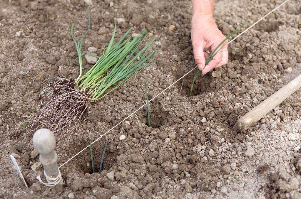 как правильно посадить лук порей на рассаду