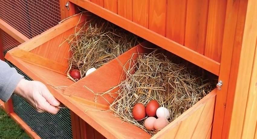 Как сделать гнездо для кур несушек быстро и качественно?