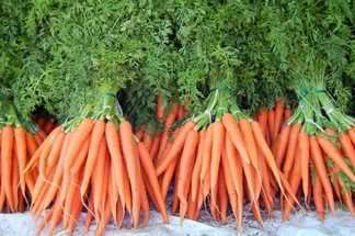 Как лучше сохранить морковь в погребе: эффективные методы